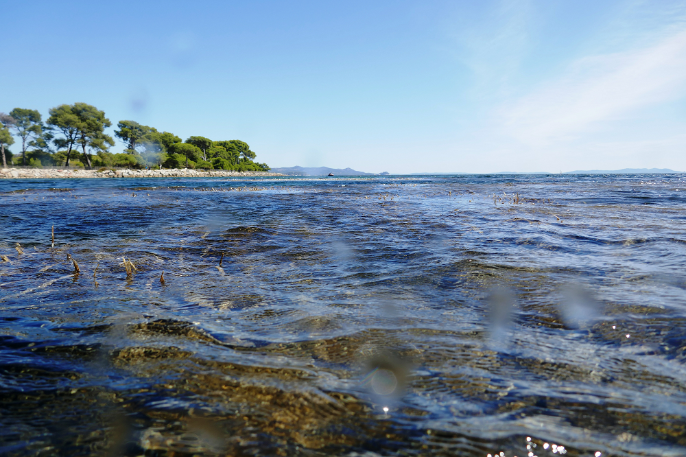 Le suivi des herbiers marins aux Vieux Salins