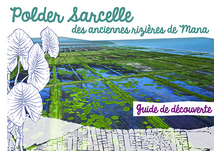 Polder sarcelle des anciennes rizières de Mana